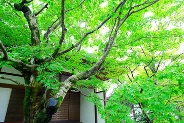 京都嵐山の嵯峨野を散策する