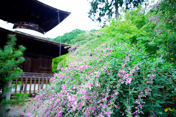 京都嵐山の嵯峨野を散策する
