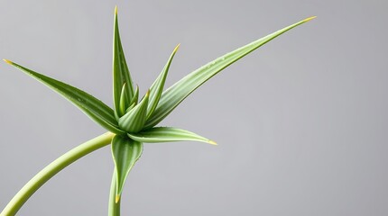 Fototapeta premium green succulent plant with pointed leaves on gray background
