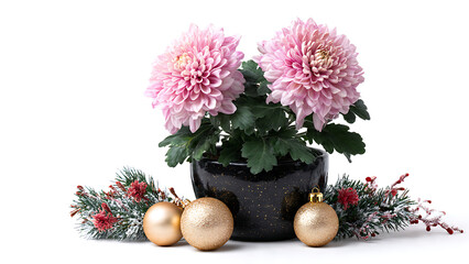 Obraz premium Pink chrysanthemums in pot with christmas decorations