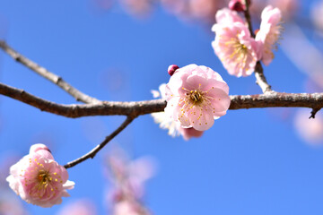 梅の花