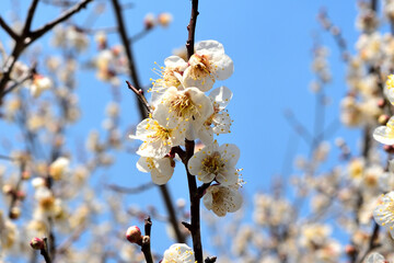梅の花