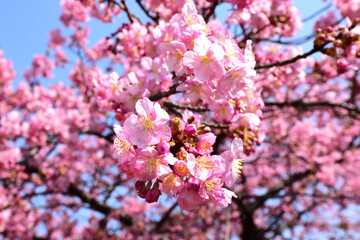 満開の桜