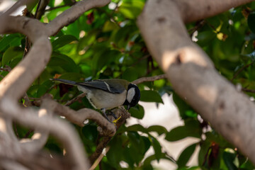 木の枝にとまる小鳥