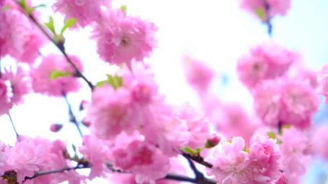 Sakura blossoms, flowers. Branches of Accolade Flowering Cherry, Knap Hill Prunus Accolade, in full bloom with pink drooping clusters of flowers in early spring. Amazing nature, freshness