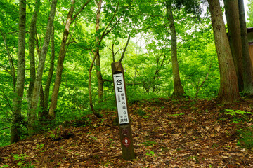 250620苗場山小赤沢一合目