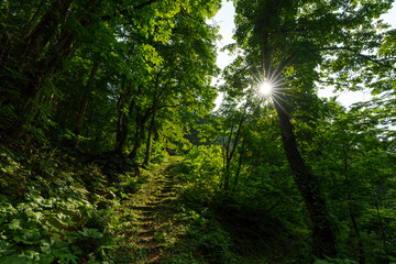 250620秋山郷大瀬の滝