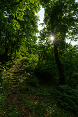 250620秋山郷大瀬の滝