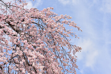 桜と青空