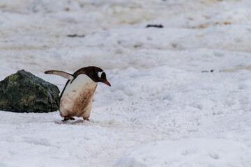 Close-up of a Gentoo Penguin -Pygoscelis papua- walking along a penguin highway in a snowy landscape of the colony at Danco island, on the Antarctic Peninsula