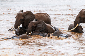 Telephoto of a herd of African Elephant -Loxodonta Africana- bathing in the Ewaso Ngiro river in the Samburu National Reserve, Kenya