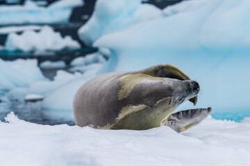 Close-up of a crabeater seal -Lobodon carcinophaga- resting on a small iceberg near the fish islands on the Antarctic peninsula