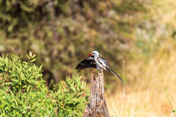 Telephoto of a northern red-billed hornbill - Tockus erythrorhynchus- sitting on the top of a dead tree trunk in the Samburu national reserve in Northern Kenya.