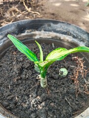 replacement of planting media