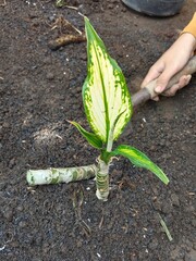 replacement of planting media