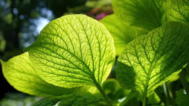 A serene and vibrant close-up captures lush green leaves bathed in bright natural sunlight. The delicate foliage is beautifully backlit, revealing intricate vein patterns and a translucent, glowing ef
