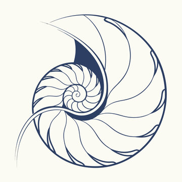 Minimalist Spiral Shell Curve Clean Abstract Graphic
