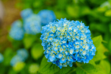 250628十日町市あじさい公園