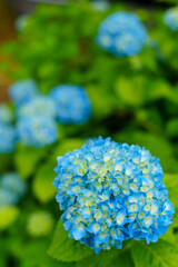 250628十日町市あじさい公園