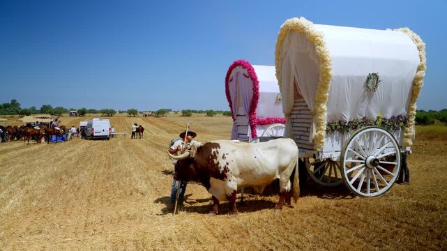 A traditional oxen-drawn carriage glows in the sunlight during the Roc&iacute;o pilgrimage surrounded by dust and faith