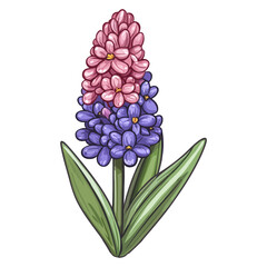Fototapeta premium hyacinth, easter, plants, festivals, vector graphics, transparent background, flower, isolated, plant, nature, purple, blossom, beauty, bloom, flora, violet, beautiful, fresh, floral