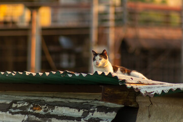 Cat on the roof of the house in the rays of the setting sun