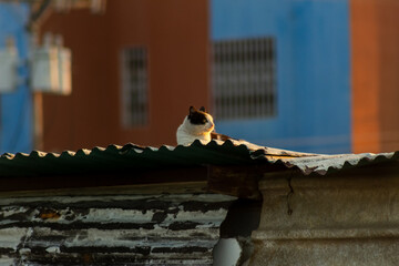 Cat on the roof of the house in the rays of the setting sun