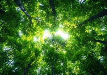 Looking up through tall trees with bright green leaves and sunlight filtering through the forest canopy