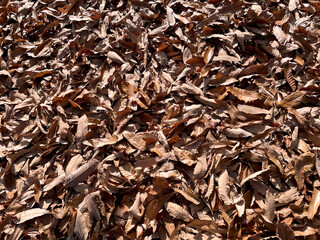 一面の落ち葉・秋のグラフィック素材 © Forest-AKI