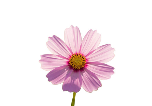 Ultra realistic macro shot of delicate pink cosmos flowers, soft petals, vibrant yellow centers, outdoors with blurred pastel bokeh, diffused light. Concept of natural serenity - Powered by Adobe