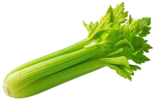 Fresh green celery stalk with leaves isolated on a transparent background