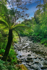Mountain river flowing through a lush temperate rainforest, tall tree fern in the foreground. Liffey River, Great Western Tiers, Tasmania, Australia
