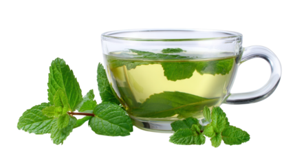 Glass cup of green tea with mint leaves isolated on a transparent background