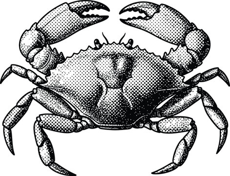 Detailed Crab Marine Life Illustration in Vintage Engraving Halftone Style Black and White Vector Graphic