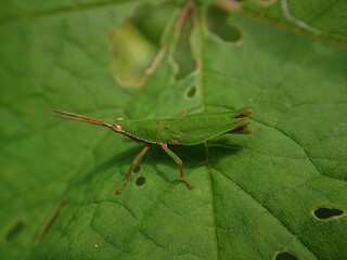 green steamed grasshopper, a species of Atractomorpha crenulata.