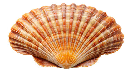Fototapeta premium Scallop shell isolated on a transparent background