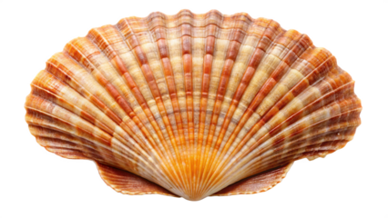 Scallop shell isolated on a transparent background