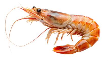 Shrimp isolated on a transparent background
