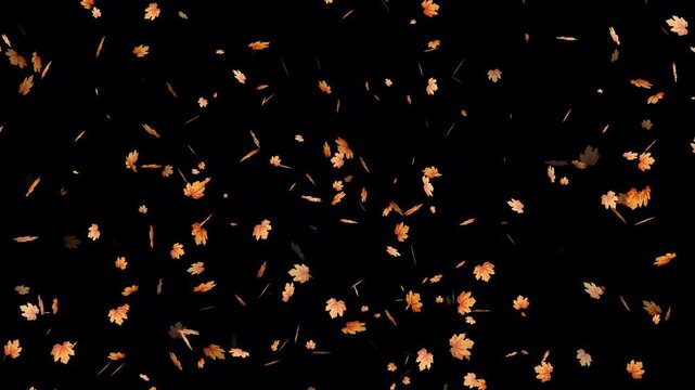 Bright autumn leaves falling on black background. Down fall maple- Small leaves fall off. Beauty of autumn in a natural environment. Animated leaf falling- Beautiful colorful fall season nature scene.