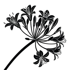 Silhouette of agapanthus umbrella shape flower cluster with long stems and drooping florets on transparent background