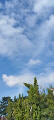 A view of the sky with cirrus clouds, framed by tree tops at the bottom