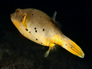 Golden puffer from Bali