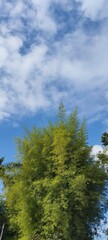 Green bamboo foliage reaching up towards a blue sky with white clouds