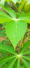 A focused shot of a single Cassava leaf with a reddish stem and water droplets