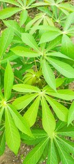 A top-down view of a Cassava plant showing its star-shaped (palmate) leaves