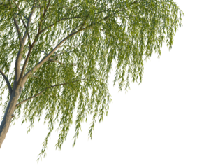Alnus rubra tree corner view, cutout, isolate, 4k PNG, A serene weeping willow tree with lush green leaves on a transparent background, perfect for adding a natural element to your designs.
