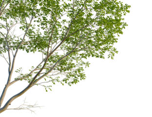 Aphananthe aspera tree corner view, cutout, isolate, 4k PNG, Isolated tree with lush green leaves on a transparent background, ideal for graphic design projects, presentations, and digital art.