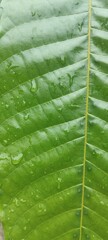A detailed shot of a large, dark green leaf showing a prominent ribbed vein structure