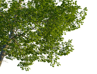 Obraz premium Cornus controversa tree corner view, cutout, isolate, 4k PNG, Isolated tree branch with lush green leaves on a transparent background, 