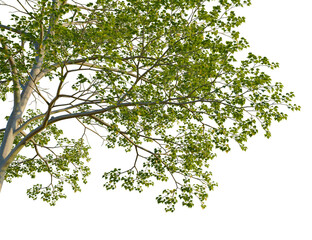 Obraz premium Cornus controversa tree corner view, cutout, isolate, 4k PNG, Tree branch with lush green leaves isolated on transparent background for versatile design use